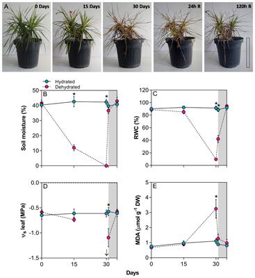 Desiccation tolerance in the resurrection plant Barbacenia graminifolia involves changes in redox metabolism and carotenoid oxidation